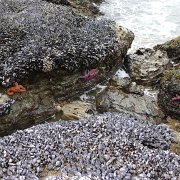 CoastCamp 135 : CoastCamp